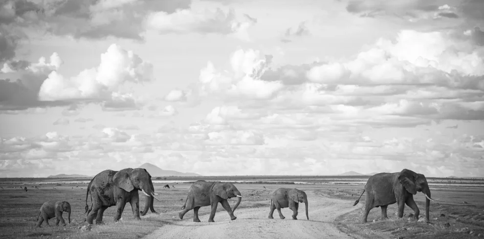 Amboseli National Park 12